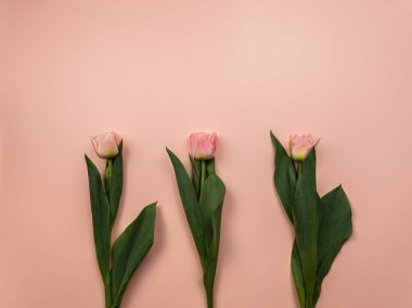 Pembe arka planda pembe lalelerin üst görüntüsü. Üç lale düzleşmiş. Boşluğu kopyala.