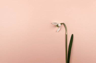 Pembe arka planda bahar kar damlasının en üst görüntüsü. Bir çiçek yatıyordu. Boşluğu kopyala.