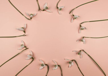 Pembe arka planda beyaz kar damlalarının üst görüntüsü. Yaratıcı bahar çiçekleri düz yerde yatıyordu. Boşluğu kopyala.