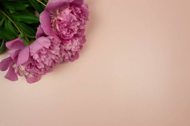 Pembe şakayıkların bej arka planda çiçek açması. Şakayık çiçekleri düzdür, kopyala alanı.