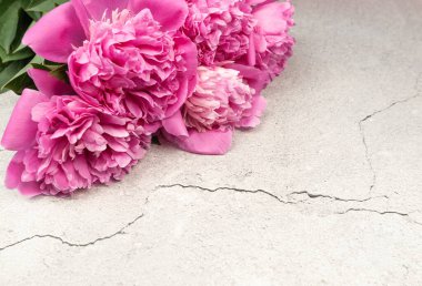 Pembe şakayıklar gri beton arka planda çiçek açar. Şakayık çiçekleri, kopyalama alanı.