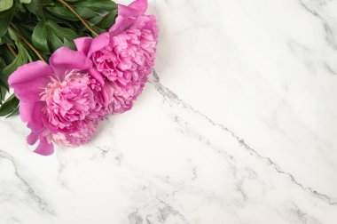 Beyaz mermer arka planda pembe şakayıkların çiçek açması. Şakayık çiçekleri düzdür, kopyala alanı.