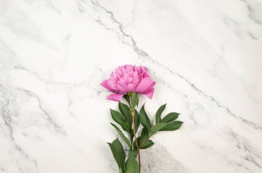 Beyaz mermer arka planda pembe şakayık çiçeğinin üst görüntüsü. Şakayık çiçeği düzlüğü, kopyalama alanı.