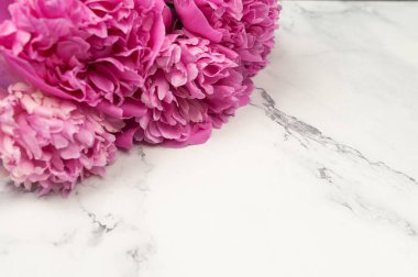 Pembe şakayıklar beyaz mermer arka planda çiçek açar. Şakayık çiçekleri, kopyalama alanı.