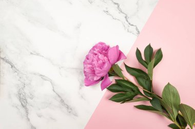 Beyaz mermer ve pembe arka planda pembe şakayık çiçeğinin üst görüntüsü. Şakayık çiçeği düzlüğü, kopyalama alanı.