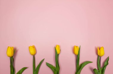 Pembe arka planda beş sarı lalenin üst görüntüsü. Yaratıcı bahar kompozisyonu. Çiçekler düzdür, boşluğu kopyala.