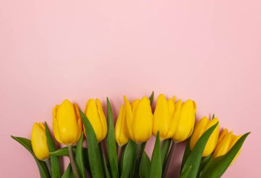Pembe arka planda sarı lalelerin üst görüntüsü. Bahar renkli kompozisyon. Çiçekler düzdür, boşluğu kopyala.