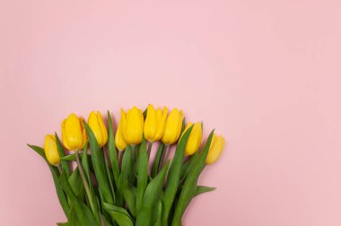 Pembe arka planda sarı lalelerin üst görüntüsü. Bahar renkli kompozisyon. Çiçekler düzdür, boşluğu kopyala.