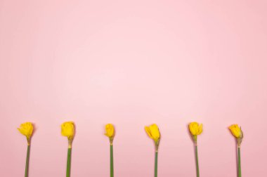 Pembe arka planda altı sarı nergisin üst görüntüsü. Yaratıcı bahar kompozisyonu. Çiçekler düzdür, boşluğu kopyala.