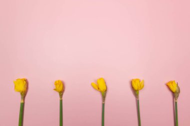 Pembe arka planda beş sarı nergisin üst görüntüsü. Yaratıcı bahar kompozisyonu. Çiçekler düzdür, boşluğu kopyala.