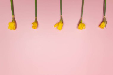 Pembe arka planda beş sarı nergisin üst görüntüsü. Yaratıcı bahar kompozisyonu. Çiçekler düzdür, boşluğu kopyala.