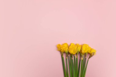 Pembe arka planda sarı nergis manzarası. Bahar renkli kompozisyon. Çiçekler düzdür, boşluğu kopyala.