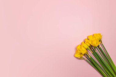 Pembe arka planda sarı nergis manzarası. Bahar renkli kompozisyon. Çiçekler düzdür, boşluğu kopyala.
