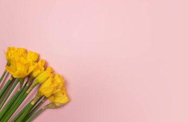 Pembe arka planda sarı nergis manzarası. Bahar renkli kompozisyon. Çiçekler düzdür, boşluğu kopyala.