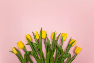 Pembe arka planda sarı lalelerin üst görüntüsü. Bahar renkli kompozisyon. Çiçekler düzdür, boşluğu kopyala.