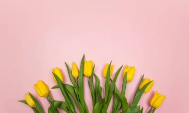Pembe arka planda sarı lalelerin üst görüntüsü. Bahar renkli kompozisyon. Çiçekler düzdür, boşluğu kopyala.