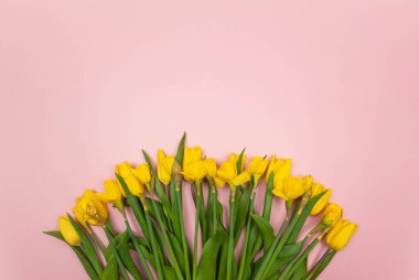 Sarı lalelerin ve pembe arka plandaki nergislerin üst görüntüsü. Bahar renkli kompozisyon. Çiçekler düzdür, boşluğu kopyala.