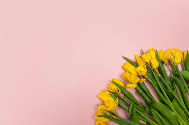 Sarı lalelerin ve pembe arka plandaki nergislerin üst görüntüsü. Bahar renkli kompozisyon. Çiçekler düzdür, boşluğu kopyala.