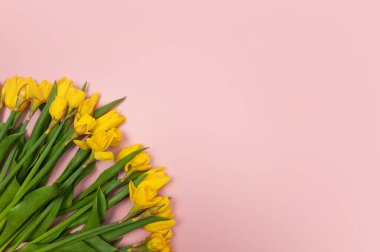 Sarı lalelerin ve pembe arka plandaki nergislerin üst görüntüsü. Bahar renkli kompozisyon. Çiçekler düzdür, boşluğu kopyala.