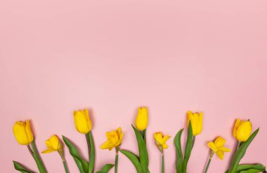 Sarı lalelerin ve pembe arka plandaki nergislerin üst görüntüsü. Bahar renkli kompozisyon. Çiçekler düzdür, boşluğu kopyala.