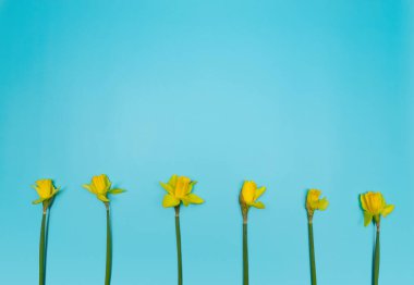 Mavi arka planda altı sarı nergisin üst görüntüsü. Bahar renkli kompozisyon. Çiçekler düzdür, boşluğu kopyala.