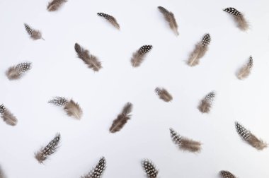 Beyaz arka planda kahverengi tüylerin üst görüntüsü. Yaratıcı tüy kompozisyonu, kopyalama alanı, düz yatak. Paskalya, bahar zamanı.