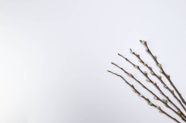 Top view of pussy willow branches on white background. Spring easter composition, copy space, flat lay.