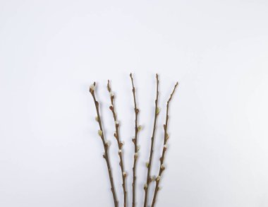 Top view of pussy willow branches on white background. Spring easter composition, copy space, flat lay.