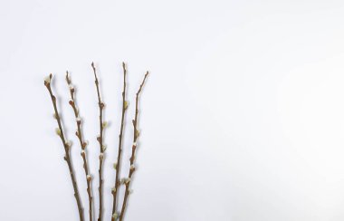 Top view of pussy willow branches on white background. Spring easter composition, copy space, flat lay.