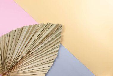 Renkli arka planda kurumuş palmiye yaprağının üst görüntüsü. Mavi, pembe ve sarı arka plan. Renkli duvar kağıdı, düz yatak, kopyalama alanı.