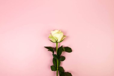 Pembe arka planda beyaz gülün üst görüntüsü. Bir gül yatıyordu. Boşluğu kopyala.