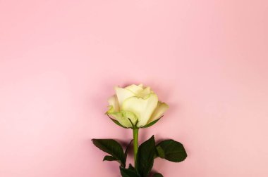 Pembe arka planda beyaz gülün üst görüntüsü. Bir gül yatıyordu. Boşluğu kopyala.