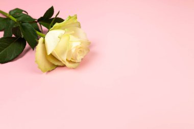 Pembe arka planda beyaz gülün üst görüntüsü. Bir gül yatıyordu. Boşluğu kopyala.