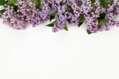 Beyaz arka planda mor leylak çiçeklerinin üst görüntüsü. Yay duvar kağıdı, düz yatak, kopyalama alanı.