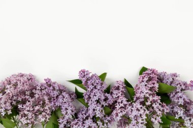 Beyaz arka planda mor leylak çiçeklerinin üst görüntüsü. Yay duvar kağıdı, düz yatak, kopyalama alanı.