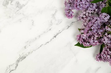 Beyaz mermer arka planda mor leylak çiçeklerinin üst görüntüsü. Yay duvar kağıdı, düz yatak, kopyalama alanı.
