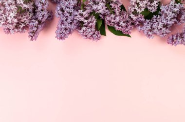 Pembe arka planda mor leylak çiçeklerinin üst görüntüsü. Yay duvar kağıdı, düz yatak, kopyalama alanı.