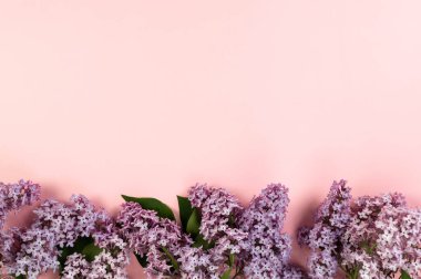 Pembe arka planda mor leylak çiçeklerinin üst görüntüsü. Yay duvar kağıdı, düz yatak, kopyalama alanı.