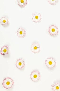 Beyaz arka planda papatya çiçeklerinin üst görüntüsü. Yaratıcı yay duvar kağıdı, düz yatak, kopyalama alanı.