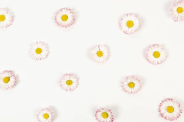 Beyaz arka planda papatya çiçeklerinin üst görüntüsü. Yaratıcı yay duvar kağıdı, düz yatak, kopyalama alanı.