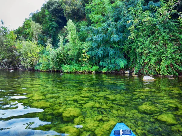 Remo Cerca Orilla Del Lago Con Agua Transparente Exuberante Vegetación —  Fotos de Stock