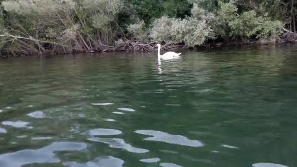 Pontos Vista Caiaque Cisne Branco Elegante Nadando Água Lago — Vídeo de Stock