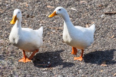 Albano Gölü 'nün kıyısında yürüyen bir çift şirin beyaz ördek..