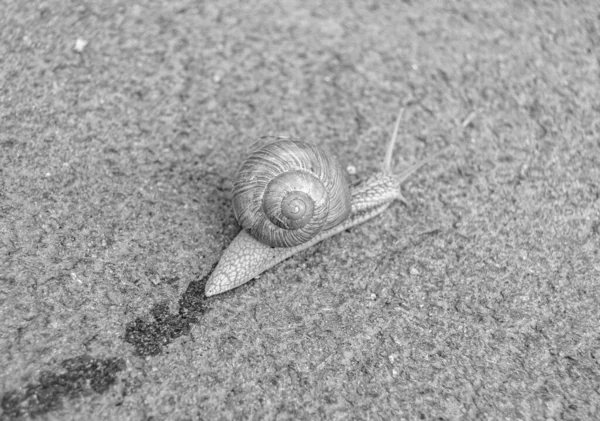 Big Garden Snail Shell Crawling Wet Road Hurry Home Snail — Stockfoto