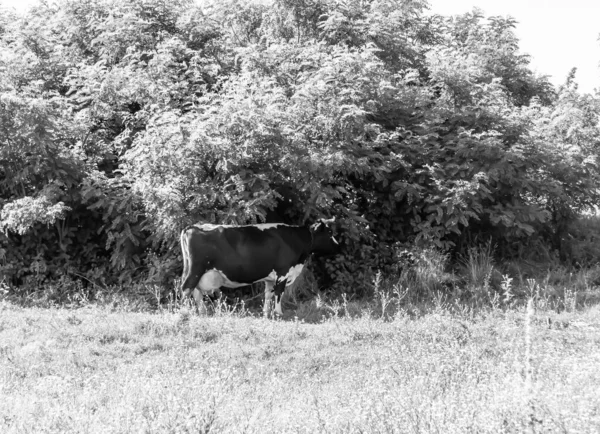 Photography Theme Beautiful Big Milk Cow Grazes Green Meadow Blue — Fotografia de Stock