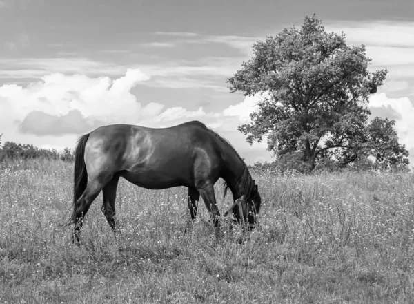 夏花草地上美丽的野马 吃青草的马 站立时长着鬃毛的马 户外的马 大马驹 — 图库照片