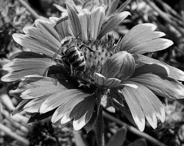 Kanatlı arı yavaşça bitkiye uçar, çiçekten özel arı kovanına bal için nektar toplar, güzel çiçeklerden oluşan bal tokası, arıların bacaklarında sarı polen, tatlı bal nektarı.
