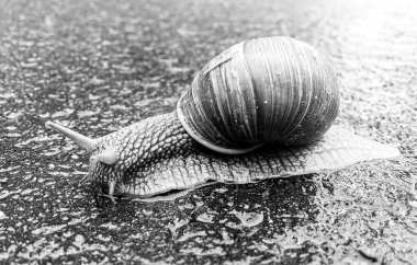 Islak yolda sürünen kabuklu büyük bahçe salyangozu çabuk eve gel, salyangoz Helix, vücudu korumak için sarmalanmış lezzetli yiyeceklerden oluşur, balçık kabuklu doğal hayvan salyangozu, besleyici krema yapar.