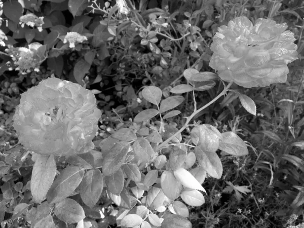 Ramo Flores Silvestres Espinosa Rosa Que Florece Jardín Con Hojas — Foto de Stock