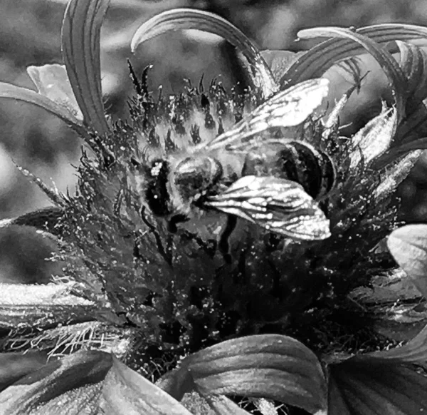 Skrzydlaty Pszczoła Powoli Lecę Roślina Zbieram Nektar Dla Miód Prywatny — Zdjęcie stockowe